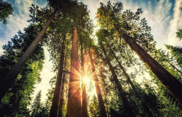 Forest